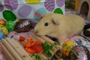 Gunter, Adult Male Guinea Pig