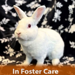 IN FOSTER CARE MY ADOPTION FEES ARE WAIVED Hi there its great to meet you Im Blizzard I am a