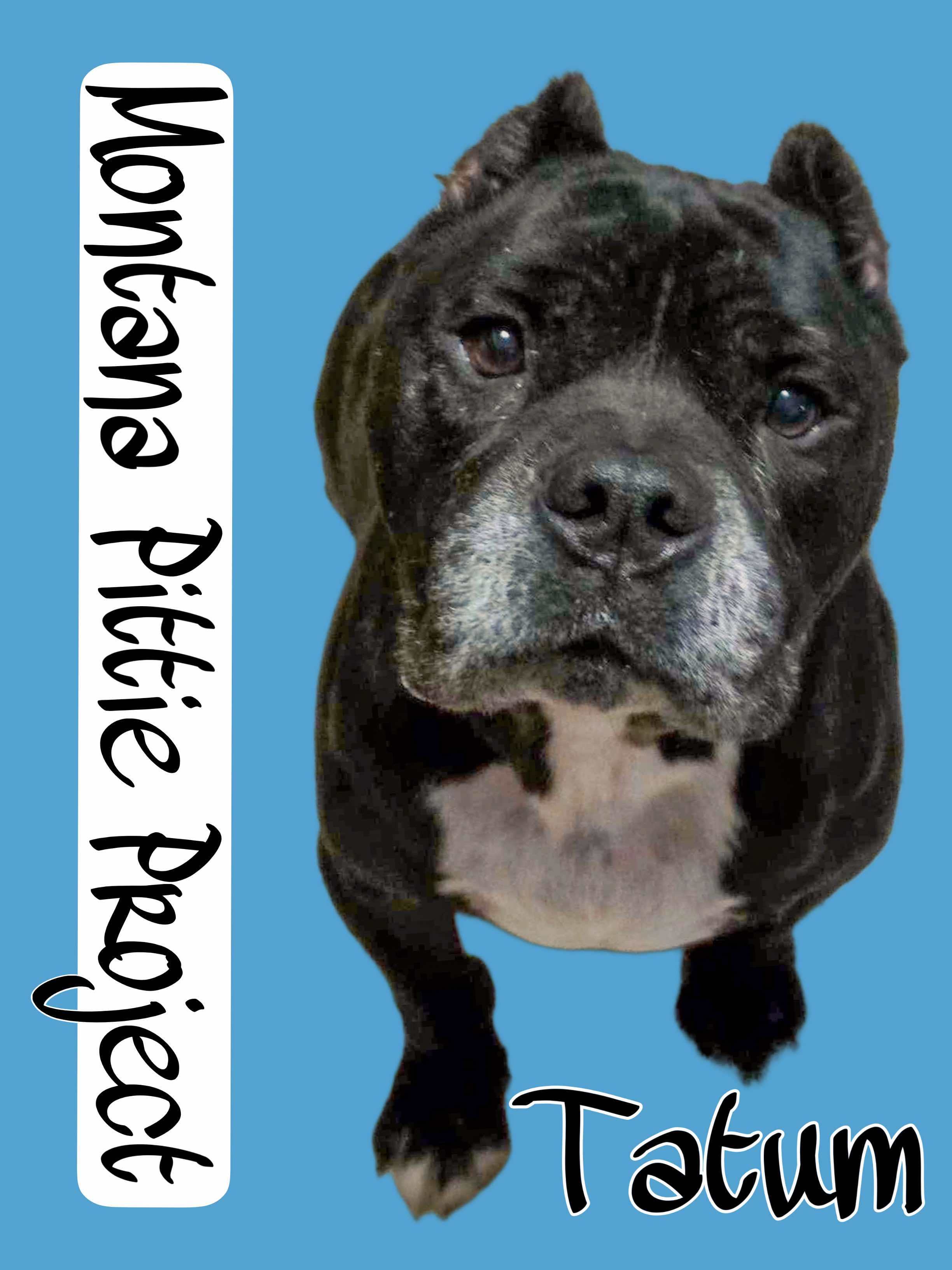 Tatum, an adoptable Pit Bull Terrier in Arlee, MT, 59821 | Photo Image 1