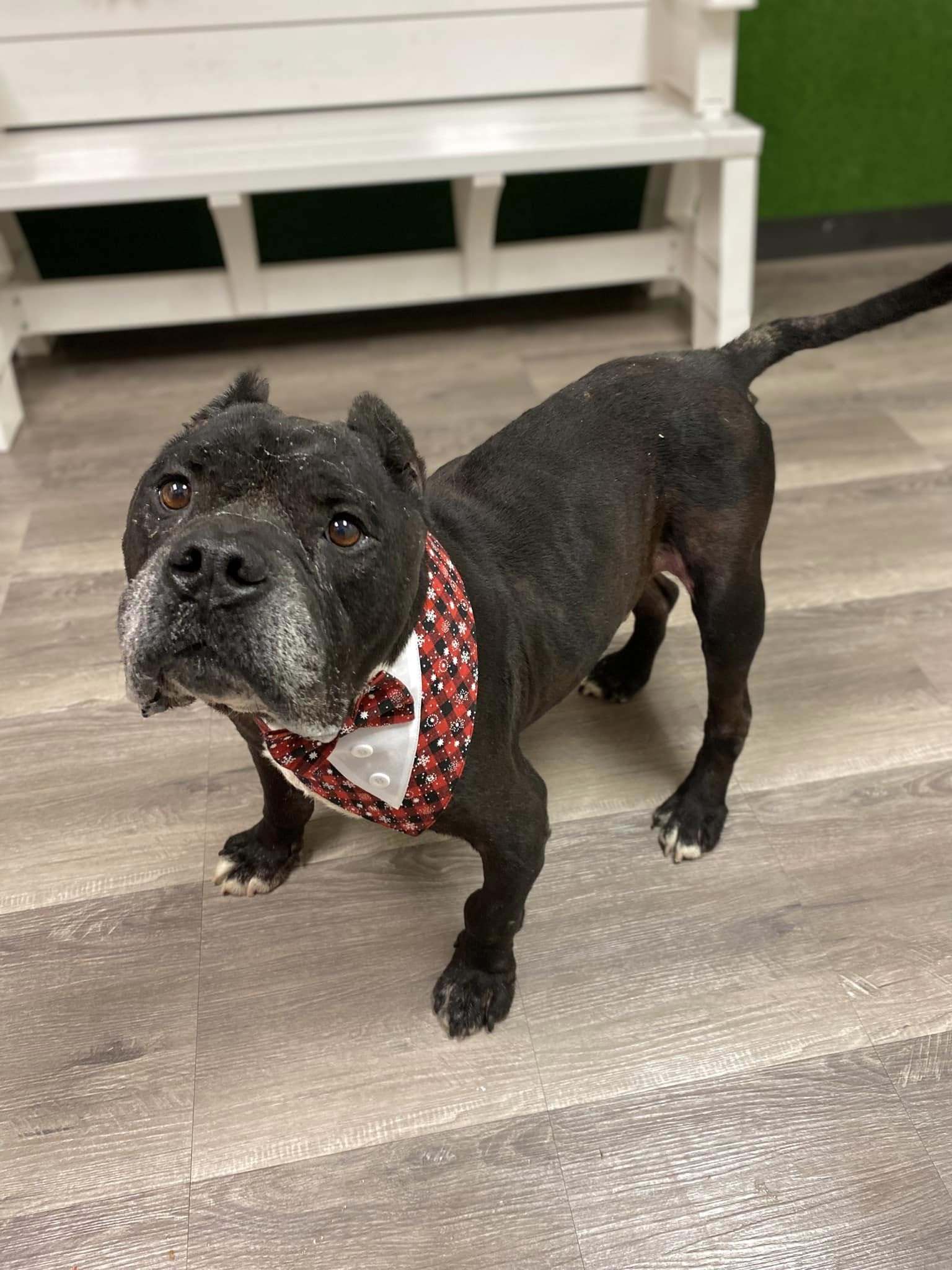 Enzo, an adoptable Pit Bull Terrier in Arlee, MT, 59821 | Photo Image 2