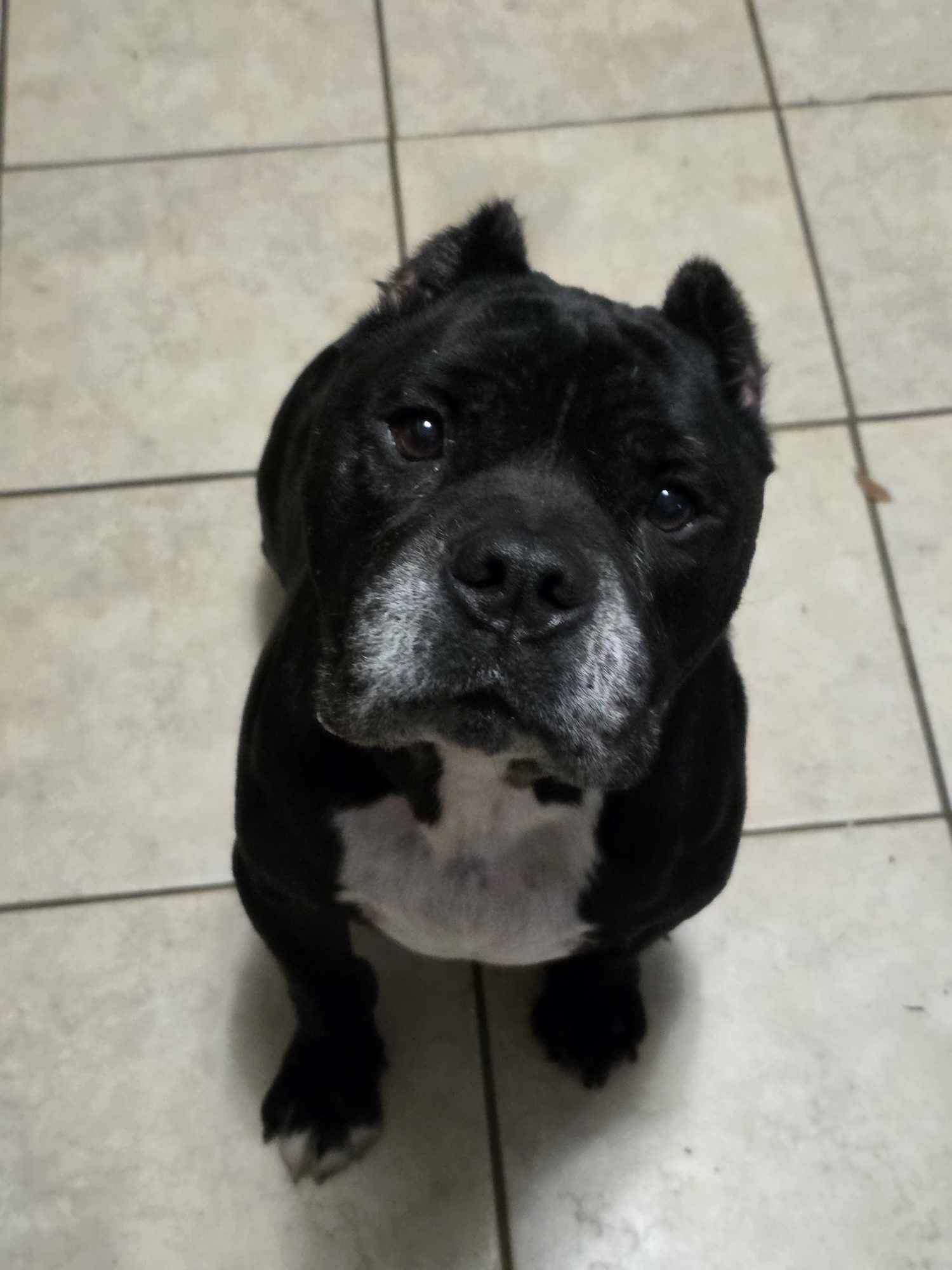 Enzo, an adoptable Pit Bull Terrier in Arlee, MT, 59821 | Photo Image 3