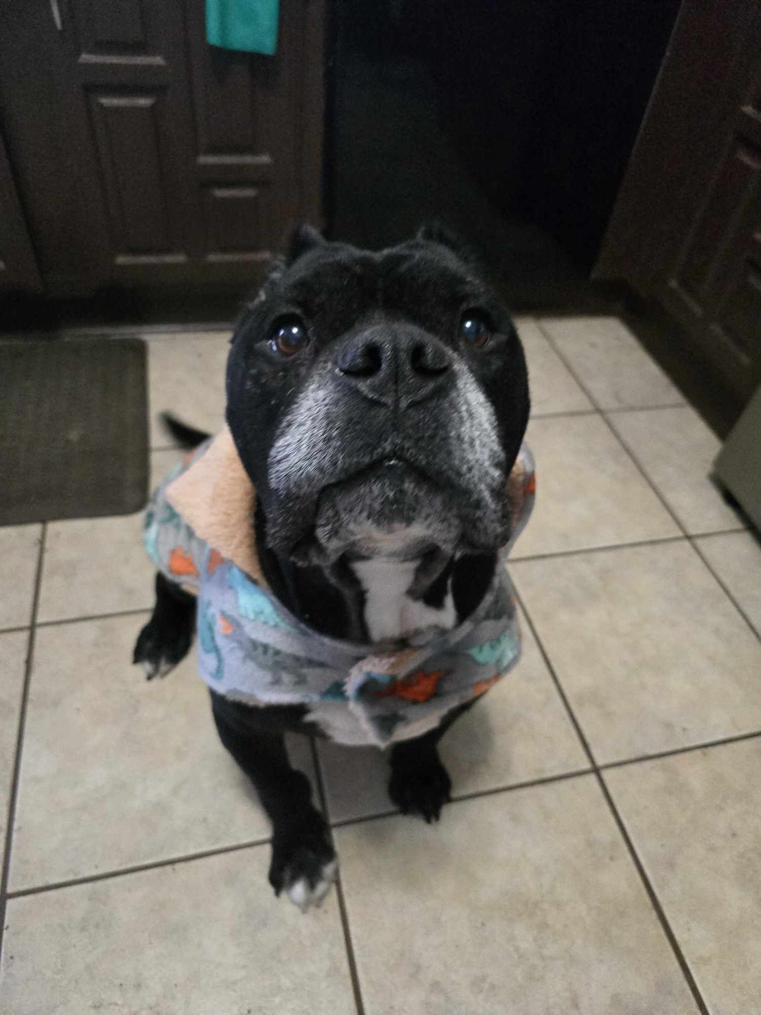 Enzo, an adoptable Pit Bull Terrier in Arlee, MT, 59821 | Photo Image 4