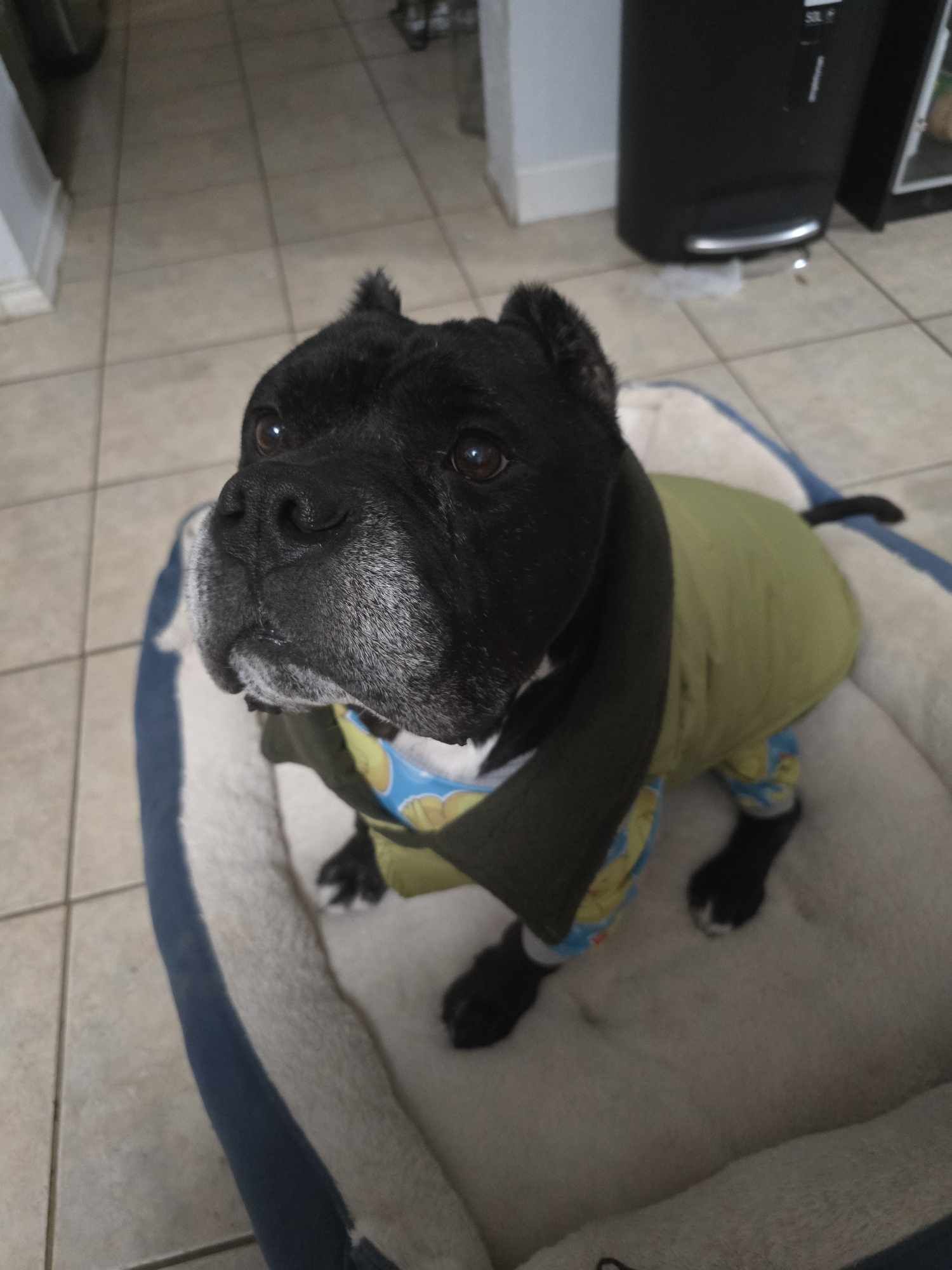 Enzo, an adoptable Pit Bull Terrier in Arlee, MT, 59821 | Photo Image 5
