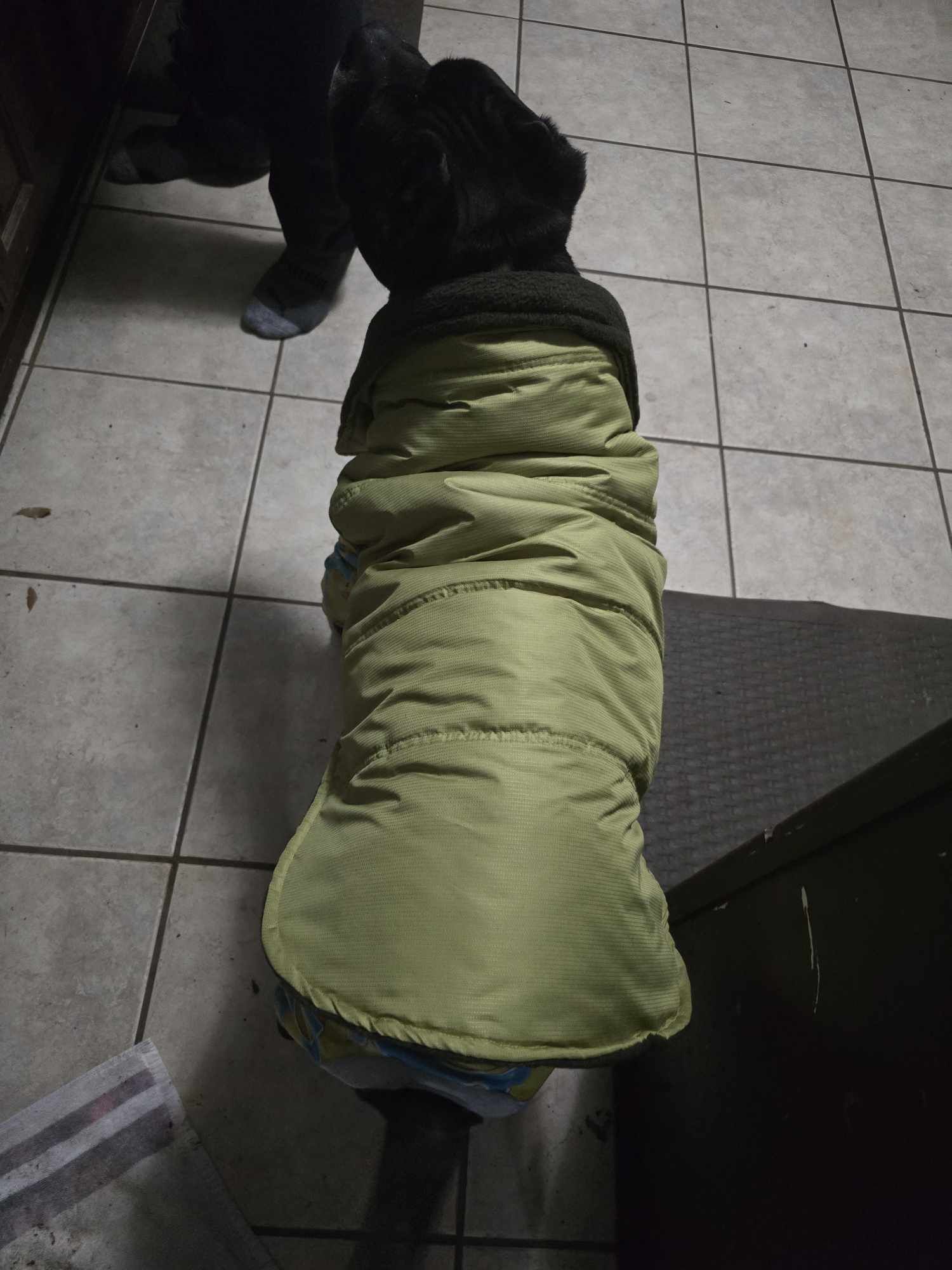 Enzo, an adoptable Pit Bull Terrier in Arlee, MT, 59821 | Photo Image 6