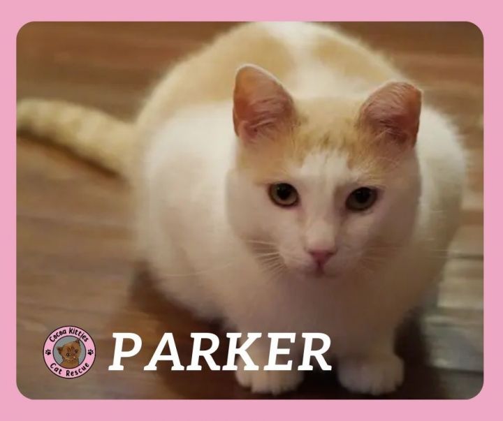 Parker 1