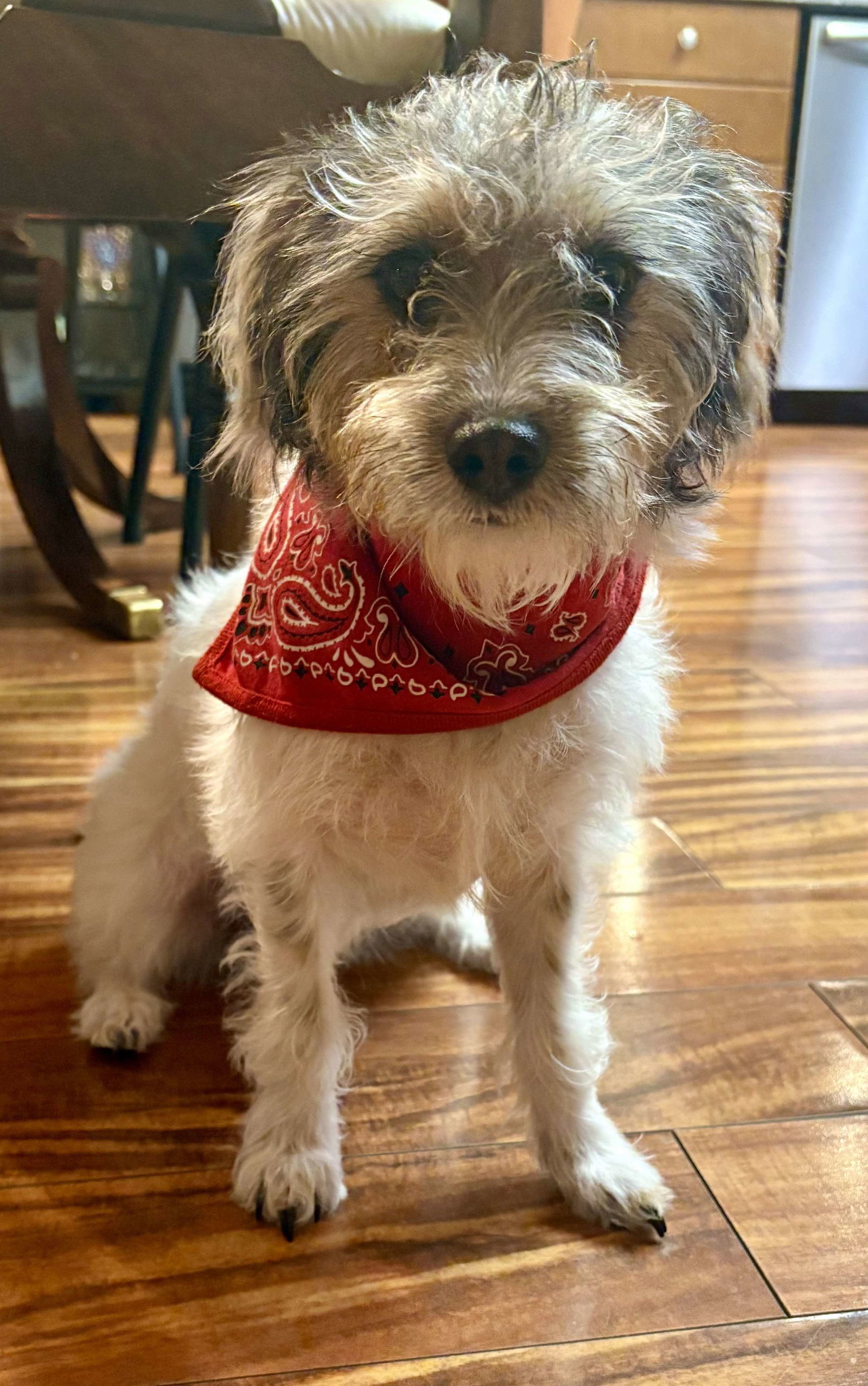 Dog For Adoption - Muffin, A Rat Terrier & Poodle Mix In Anchorage, Ak 