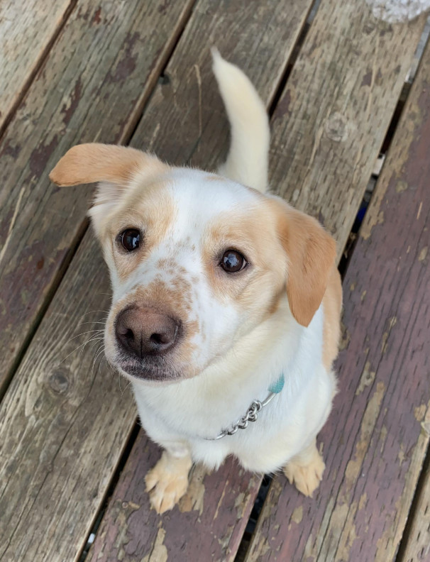 Pax, an adoptable Beagle, Corgi in Anchorage, AK, 99503 | Photo Image 2
