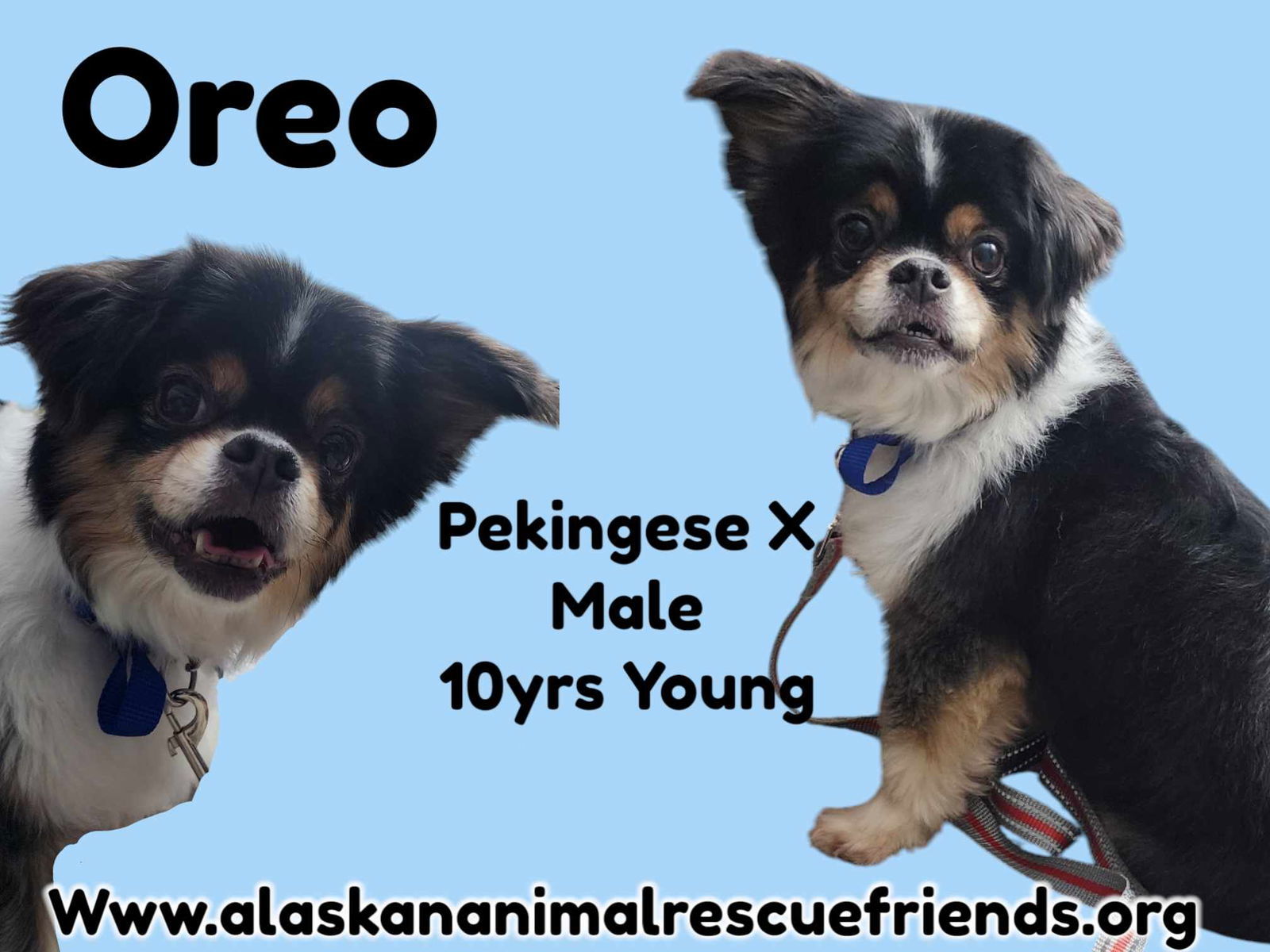 Oreo, an adoptable Pekingese in Anchorage, AK, 99503 | Photo Image 1