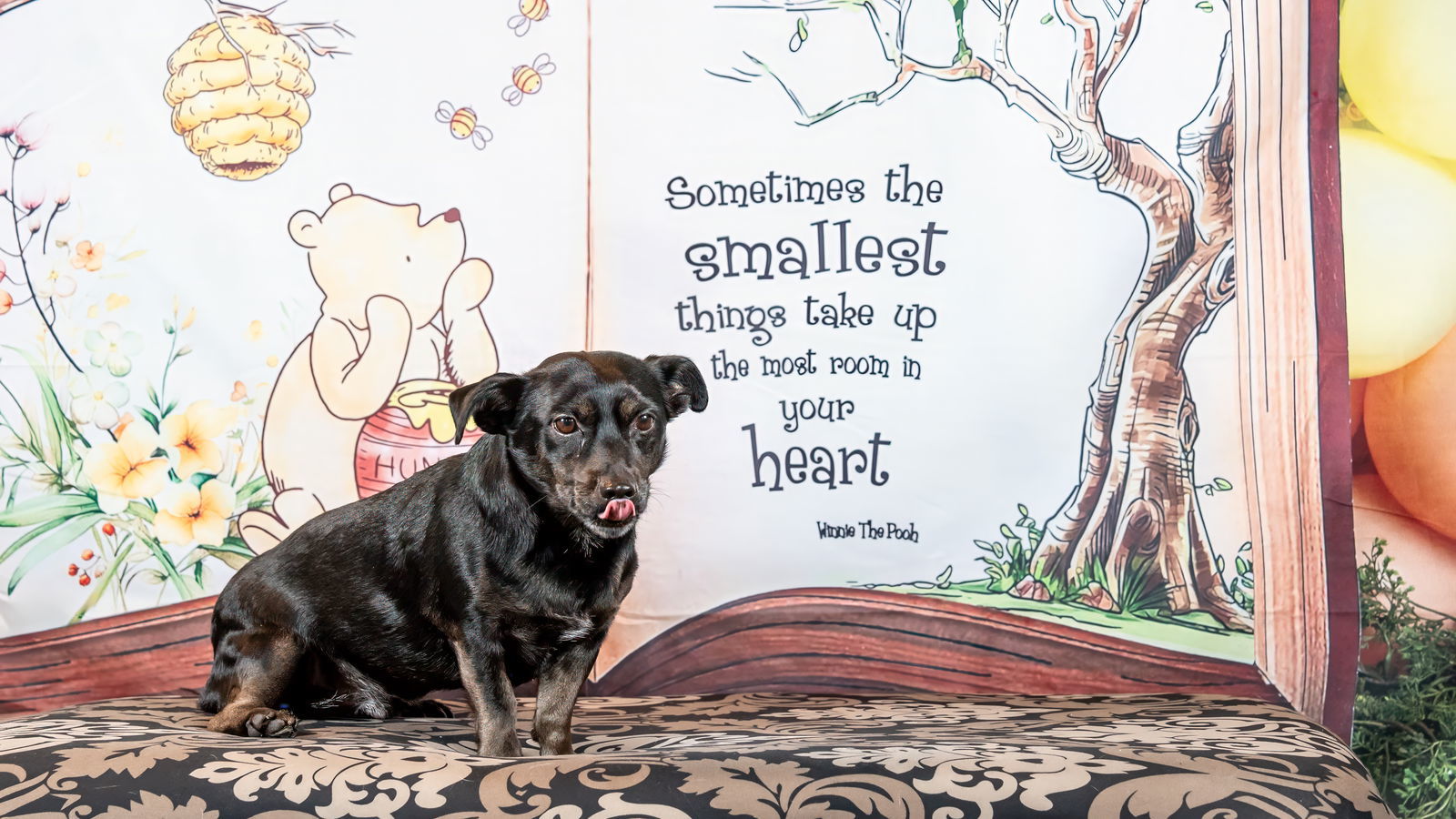 *JACK BE LITTLE (JETT) SQUASH -- DEC 2024