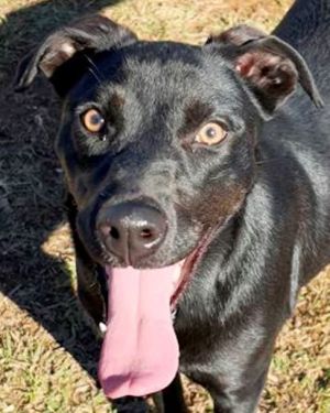 Ruby, Young Female Retriever