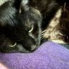 Nox photo 4