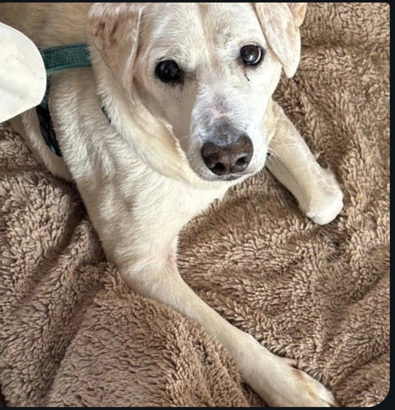 Milo