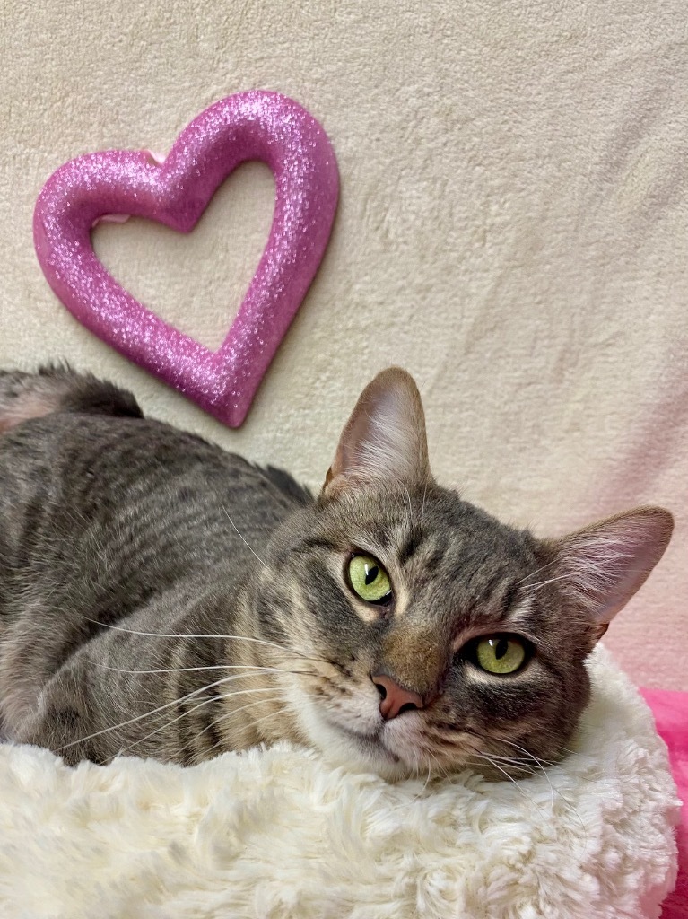 Boots, an adoptable Domestic Short Hair in Grants Pass, OR, 97526 | Photo Image 1