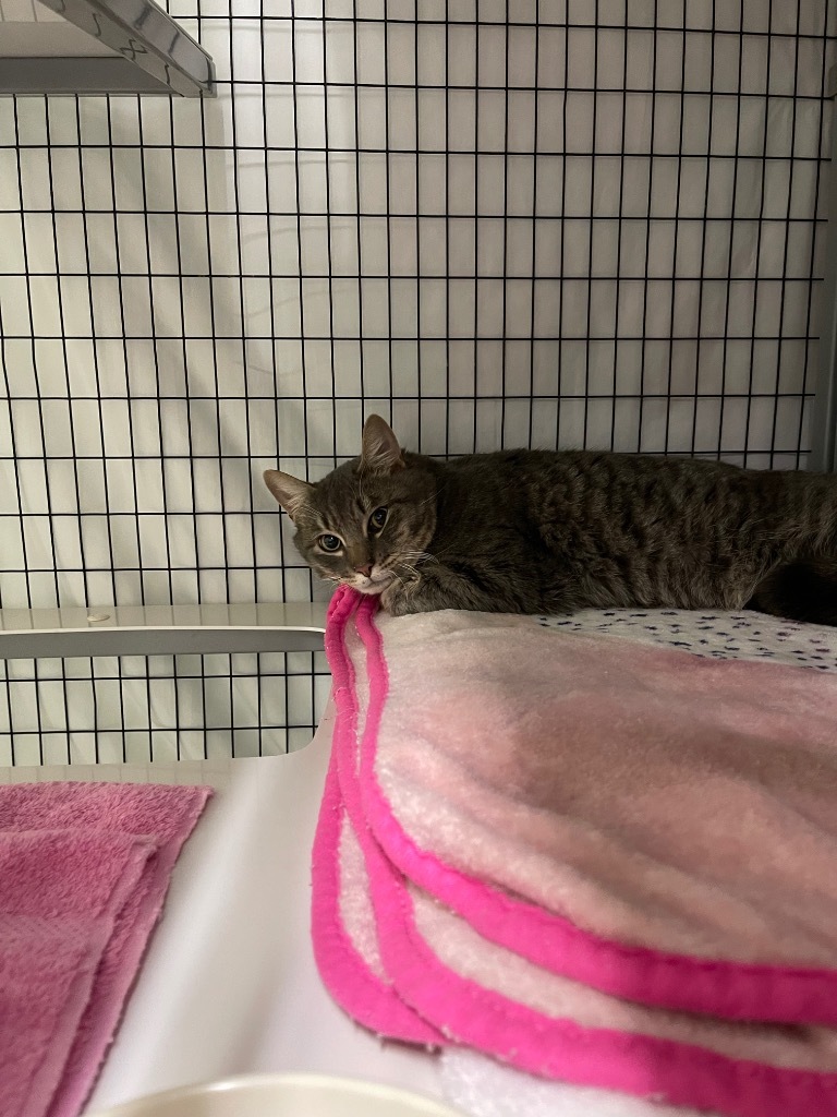 Boots, an adoptable Domestic Short Hair in Grants Pass, OR, 97526 | Photo Image 2