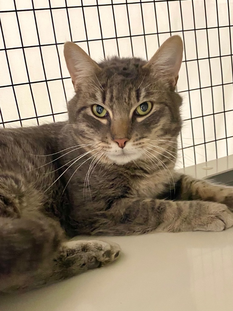 Boots, an adoptable Domestic Short Hair in Grants Pass, OR, 97526 | Photo Image 3