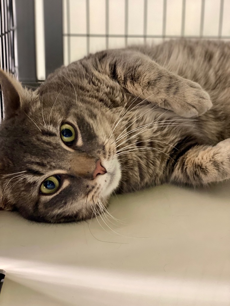 Boots, an adoptable Domestic Short Hair in Grants Pass, OR, 97526 | Photo Image 4