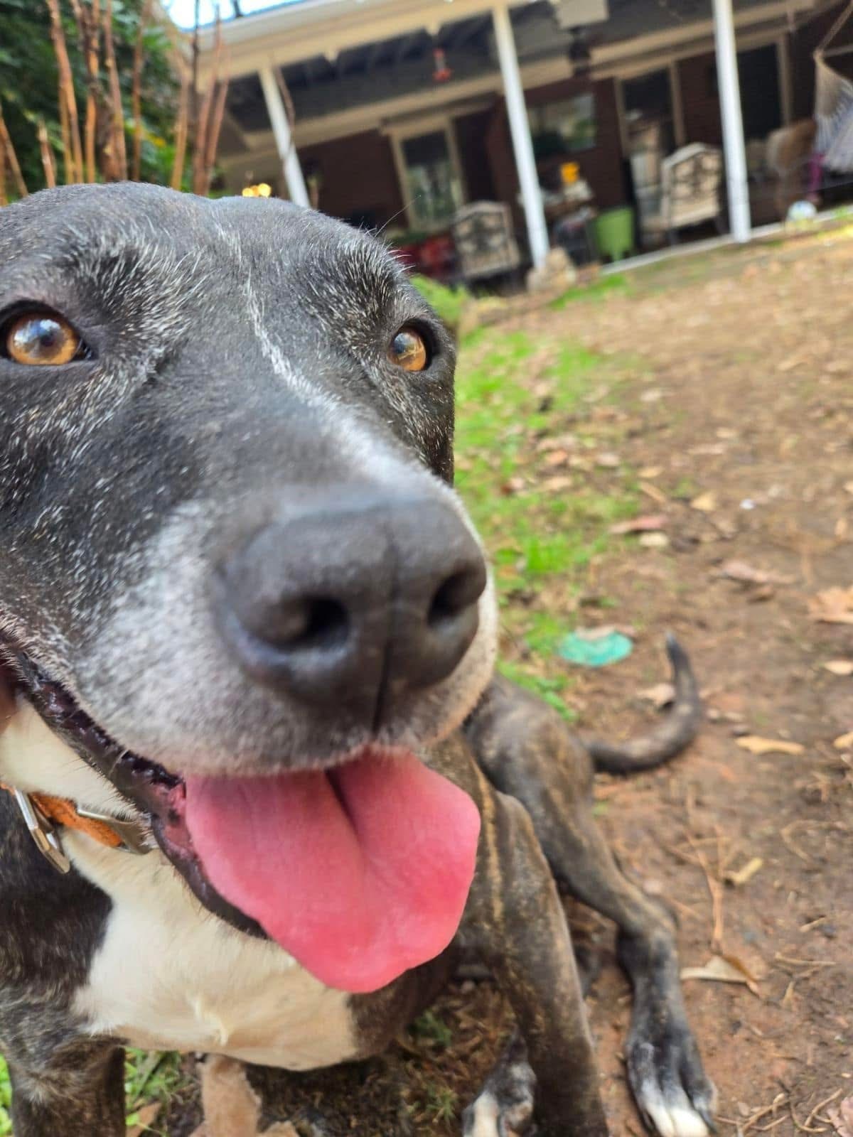 Lulu *NEEDS FOSTER**
