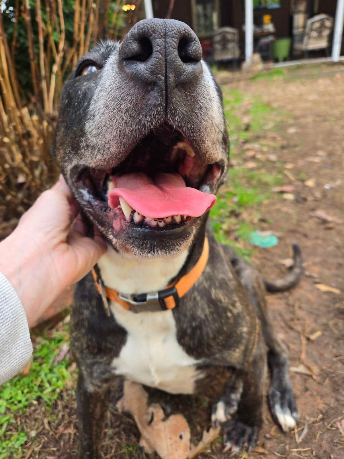 Lulu *NEEDS FOSTER**