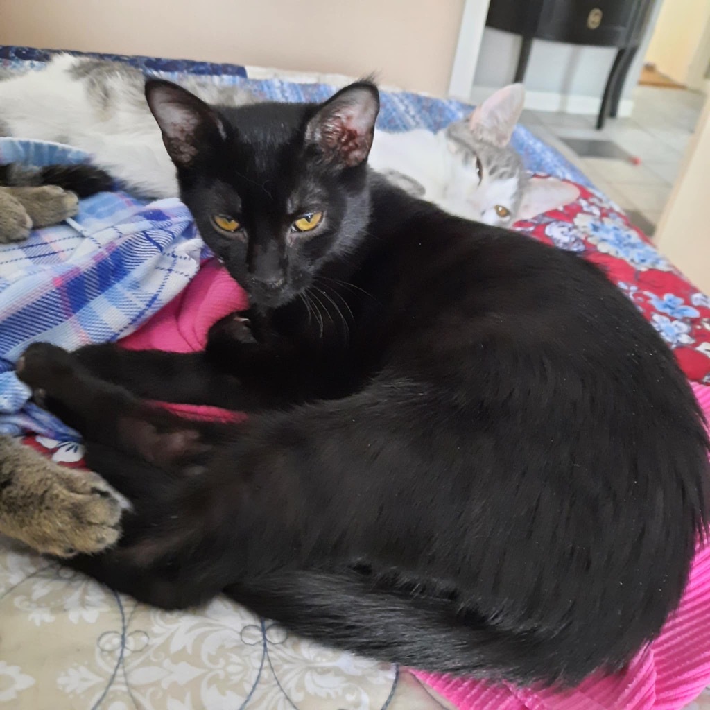 Zipper, an adoptable Domestic Short Hair in Gorham, ME, 04038 | Photo Image 1