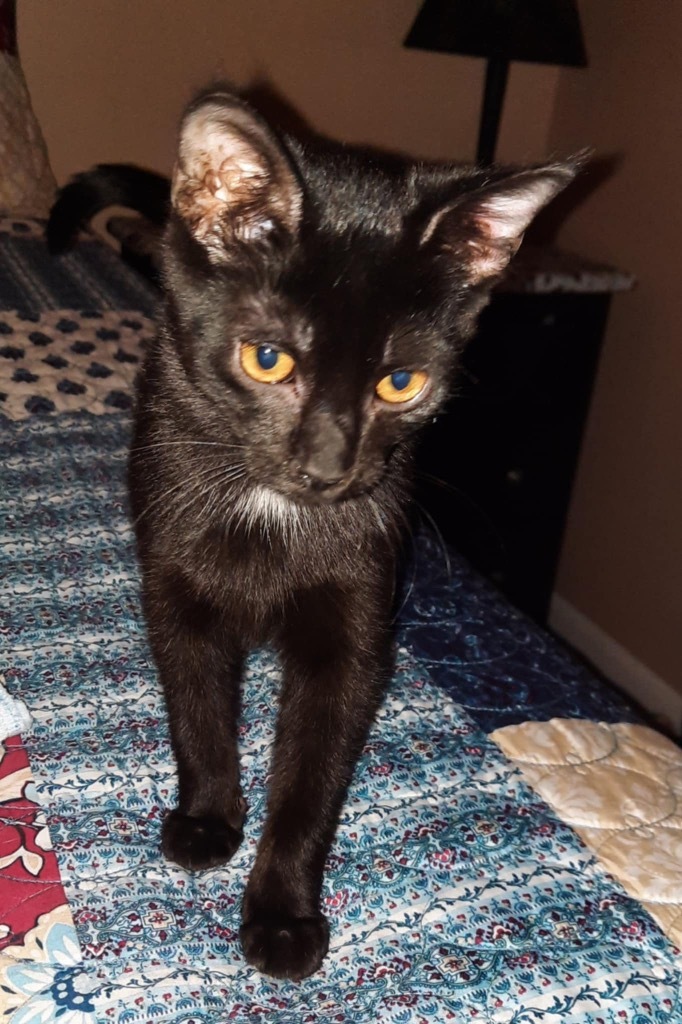 Zipper, an adoptable Domestic Short Hair in Gorham, ME, 04038 | Photo Image 2