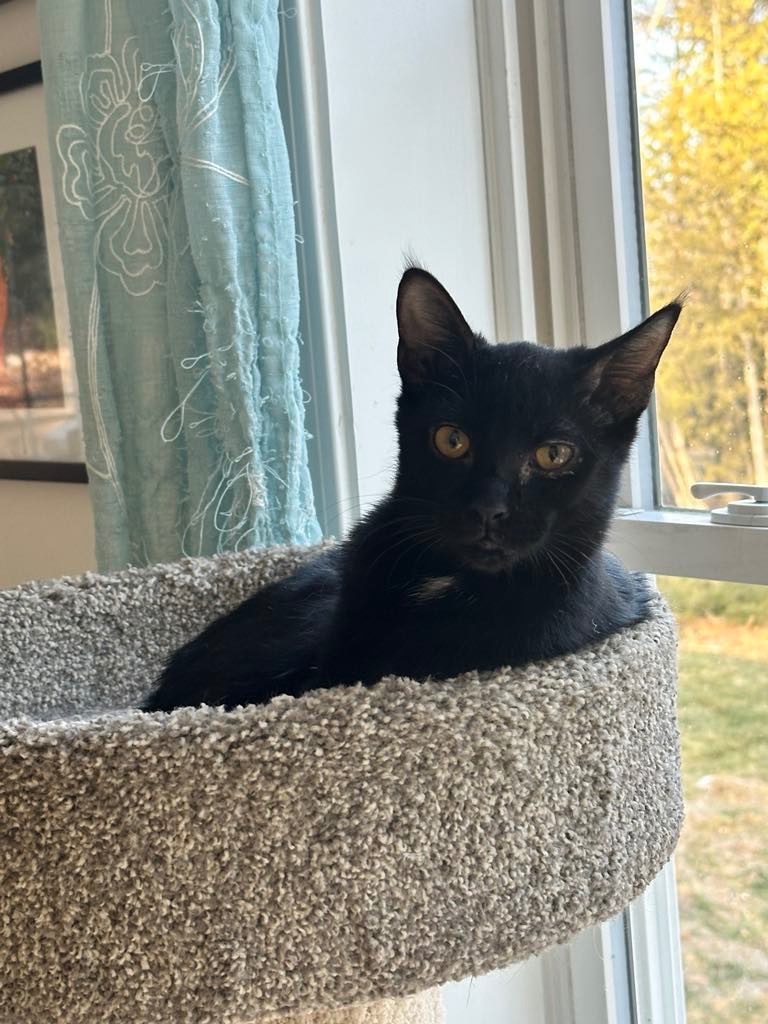 Zipper, an adoptable Domestic Short Hair in Gorham, ME, 04038 | Photo Image 3