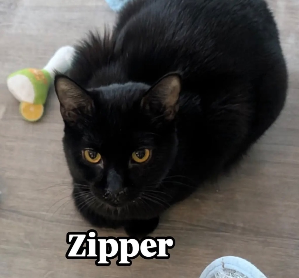 Zipper, an adoptable Domestic Short Hair in Gorham, ME, 04038 | Photo Image 6