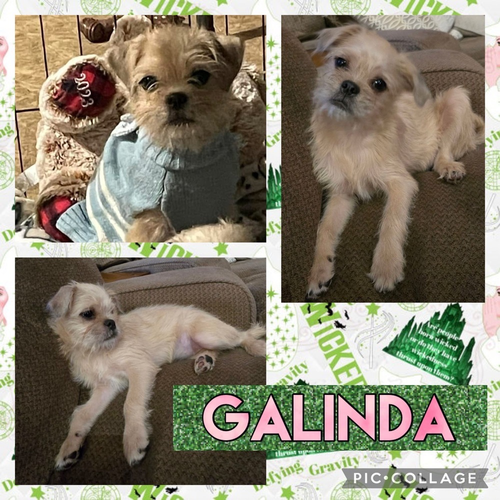 Galanda