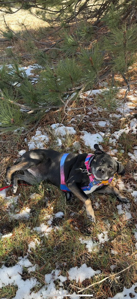 Penelope