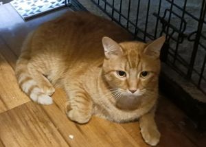 Jojo, Adult Male Tabby
