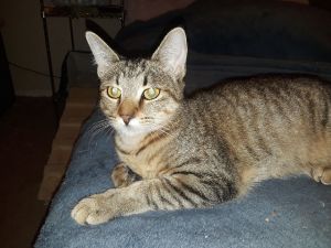 Lil Dude, Adult Male Domestic Short Hair