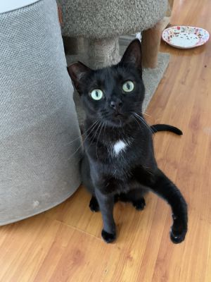 Approx DOB 1012022 After adjusting to indoor life Princess Leia has become t