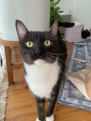 BONDED WITH MORPHEUS-PLEASE CONSIDER ADOPTING TOGETHER Meet Luffy His story began on November 20 2