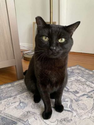 BONDED WITH LUFFY-PLEASE CONSIDER ADOPTING TOGETHER Morpheus Gender Male Color Black Age 4 years 