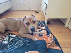 Iroc, Adult Male Pit Bull Terrier