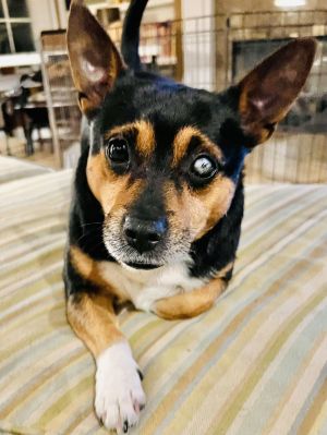 Louie, Adult Male Corgi