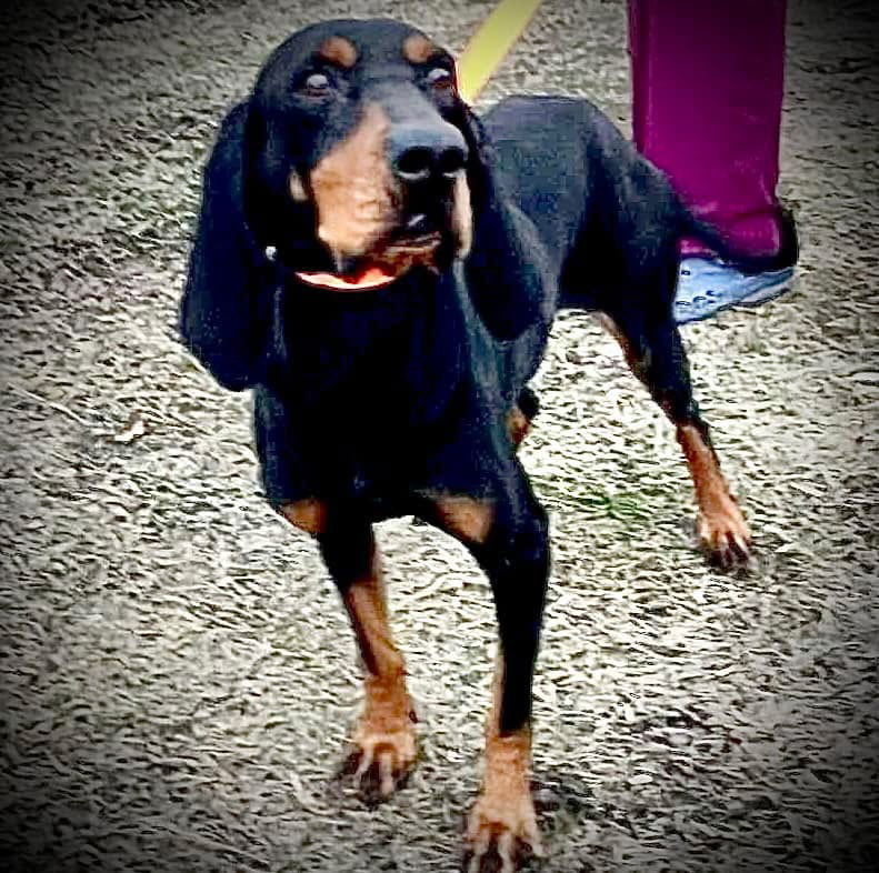 Dolly, an adoptable Bloodhound in Grand Bay, AL, 36541 | Photo Image 1