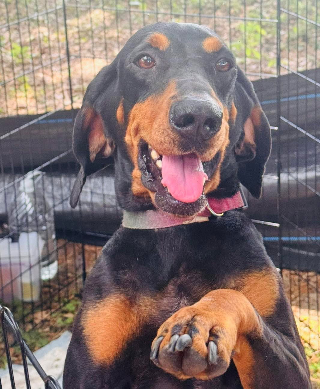 Dolly, an adoptable Bloodhound in Grand Bay, AL, 36541 | Photo Image 1