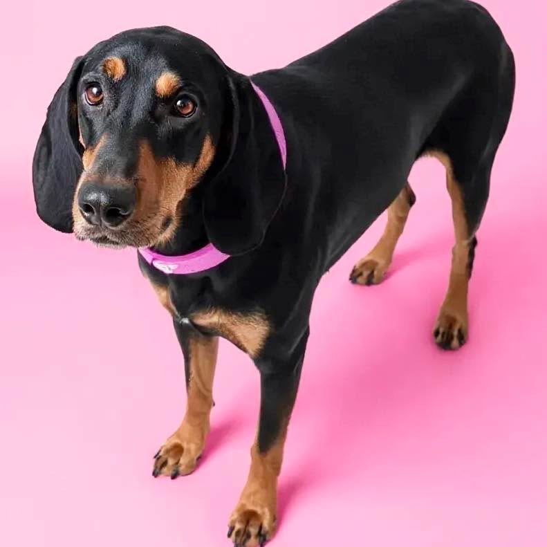 Dolly, an adoptable Bloodhound in Grand Bay, AL, 36541 | Photo Image 1