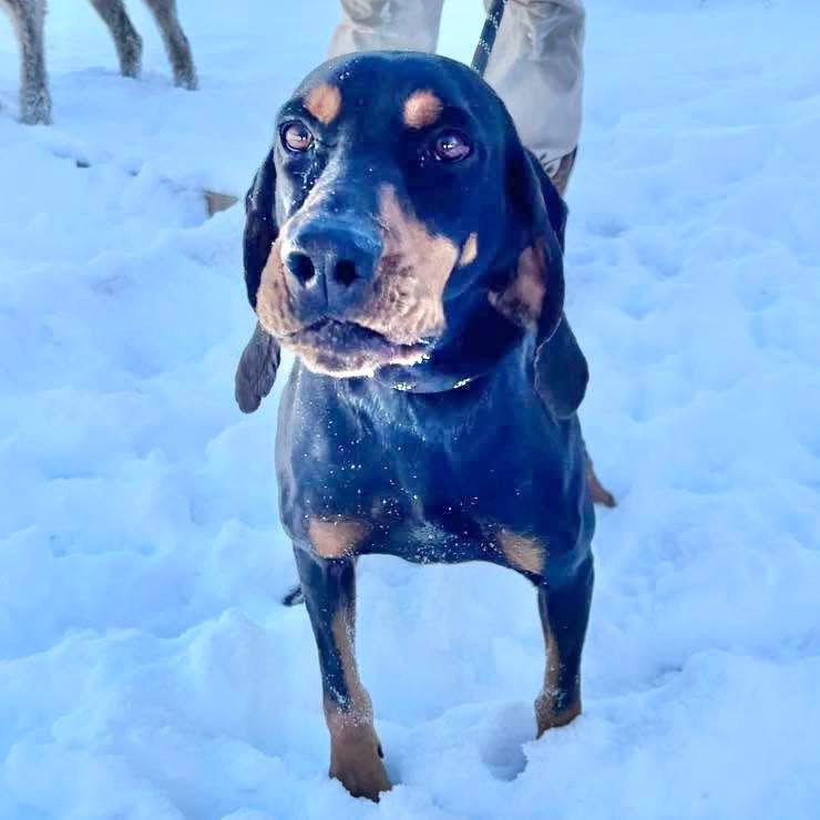 Dolly, an adoptable Bloodhound in Grand Bay, AL, 36541 | Photo Image 2