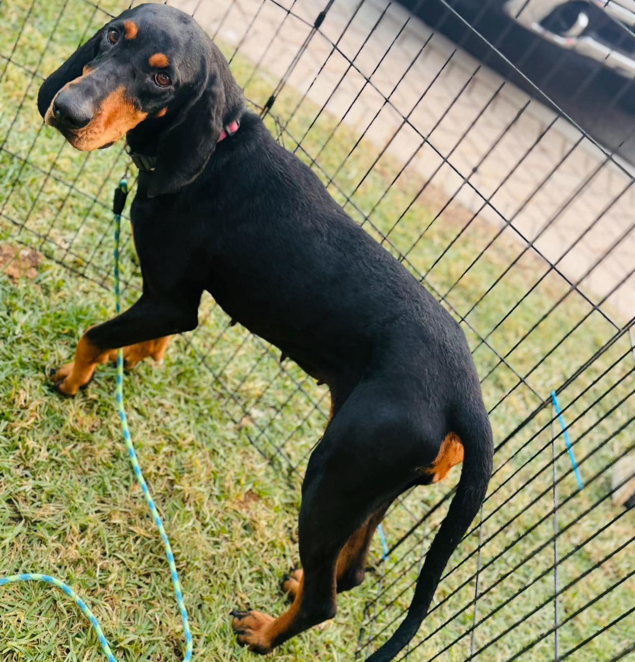 Dolly, an adoptable Bloodhound in Grand Bay, AL, 36541 | Photo Image 2
