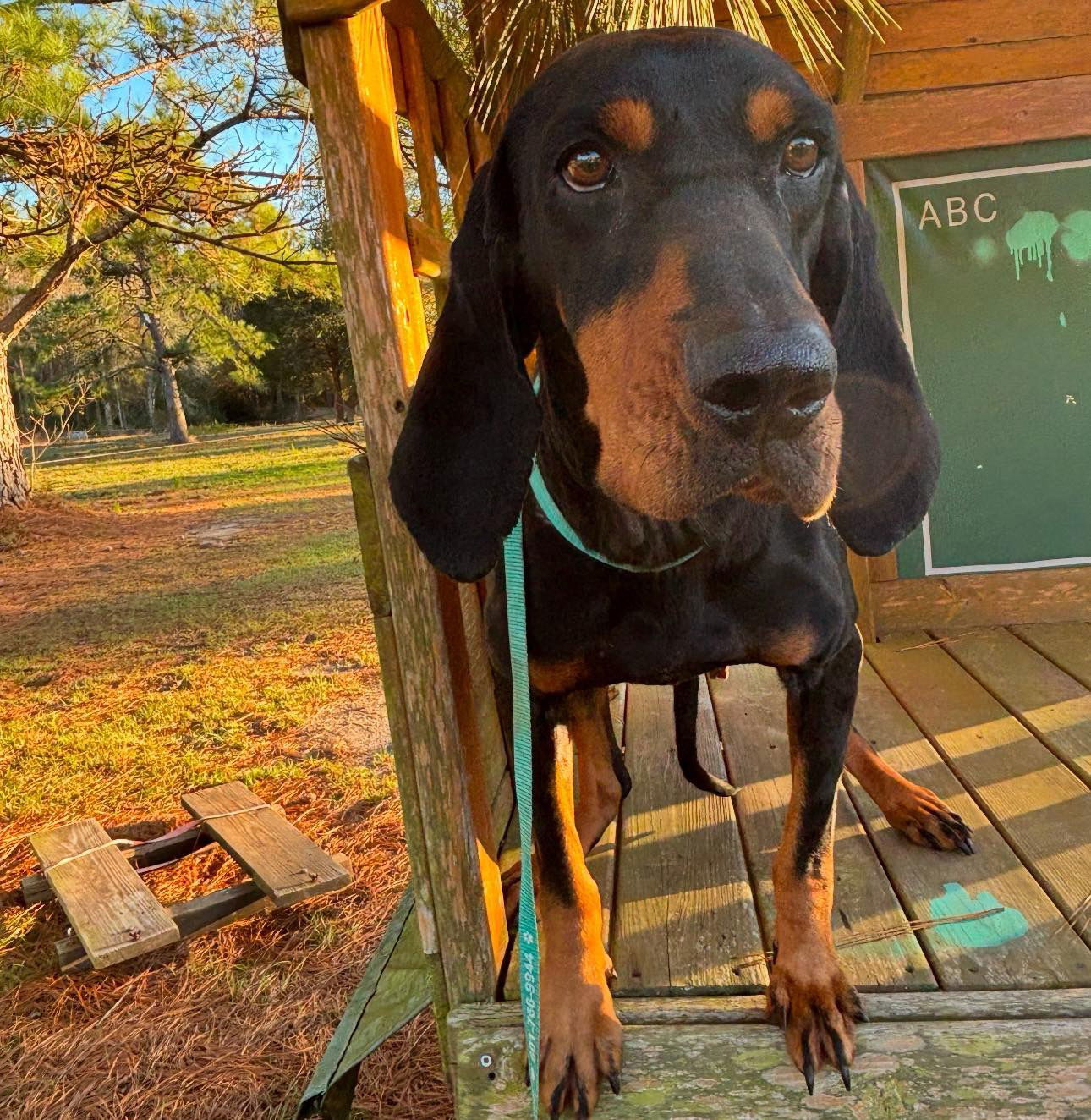 Dolly, an adoptable Bloodhound in Grand Bay, AL, 36541 | Photo Image 3