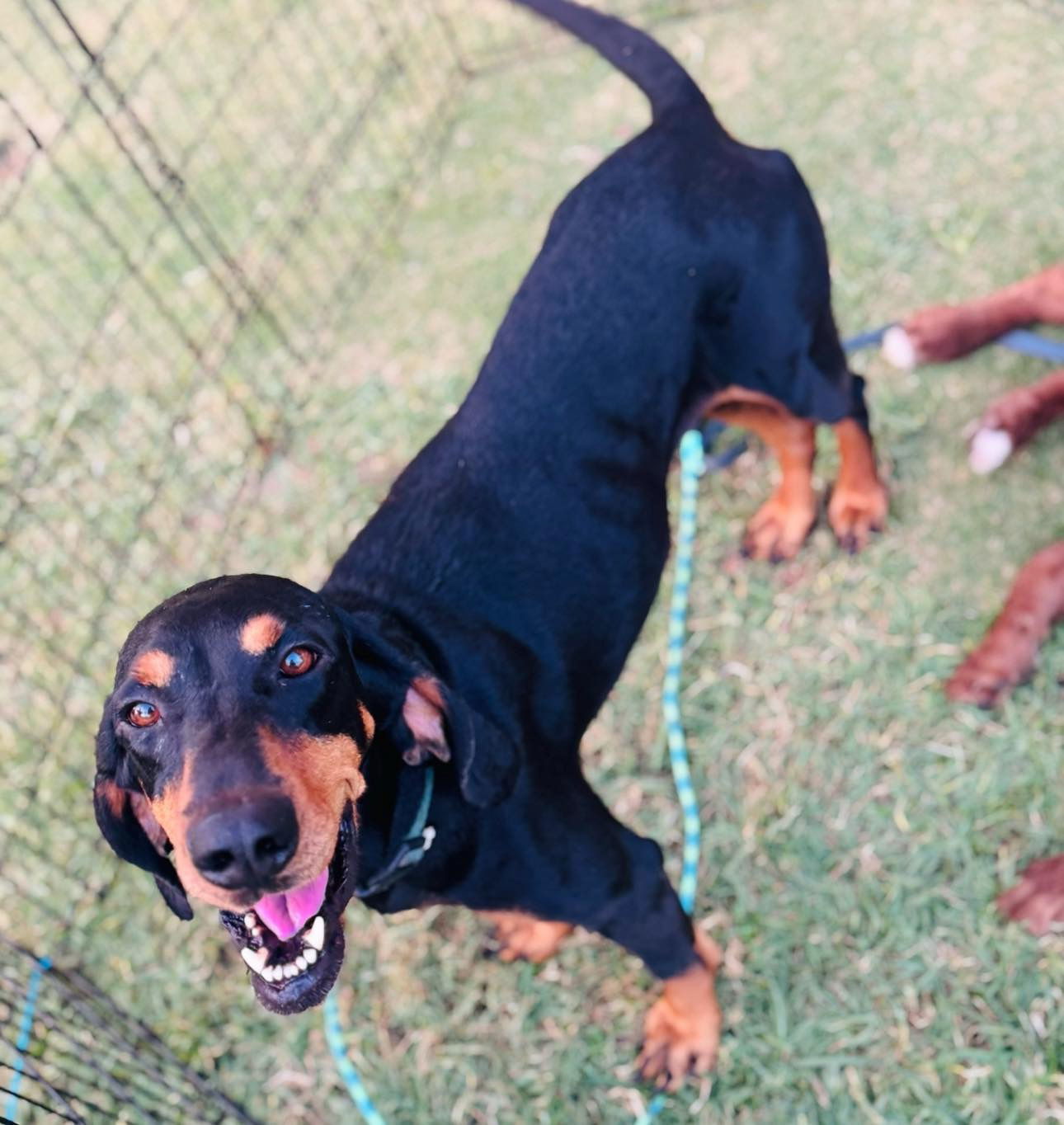 Dolly, an adoptable Bloodhound in Grand Bay, AL, 36541 | Photo Image 3
