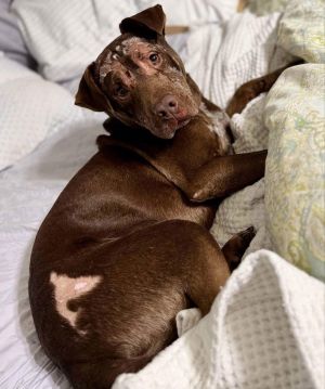 Ricky, Adult Male Chocolate Labrador Retriever