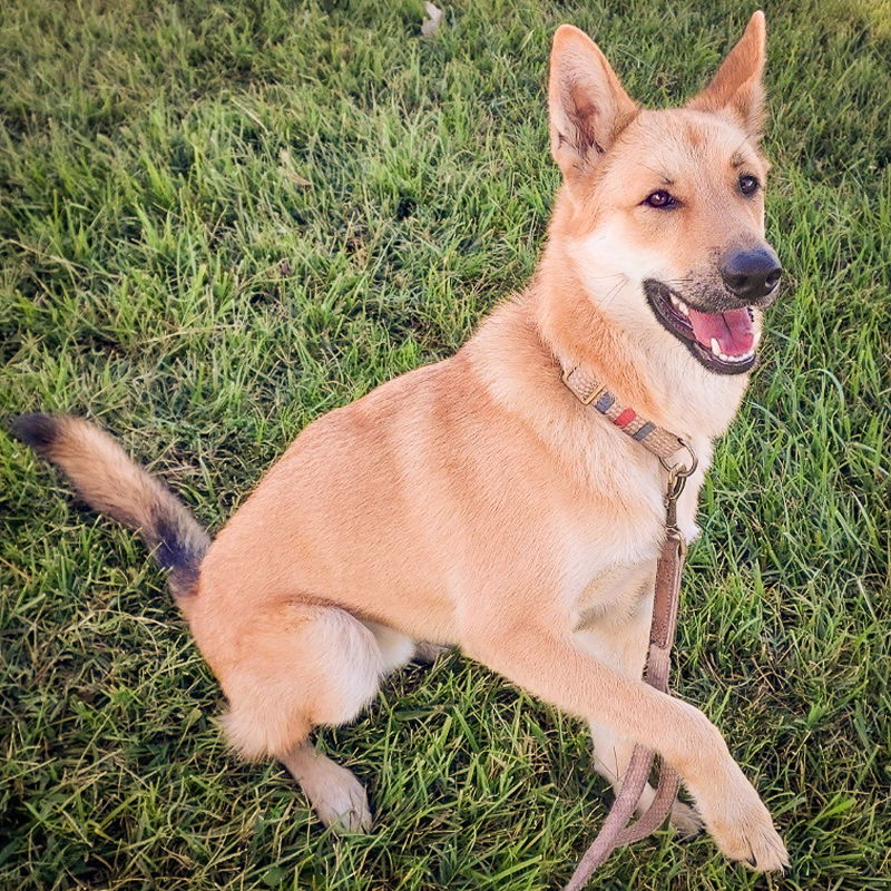 Manbok (New Digs), an adoptable Jindo in Dallas, TX, 75219 | Photo Image 1