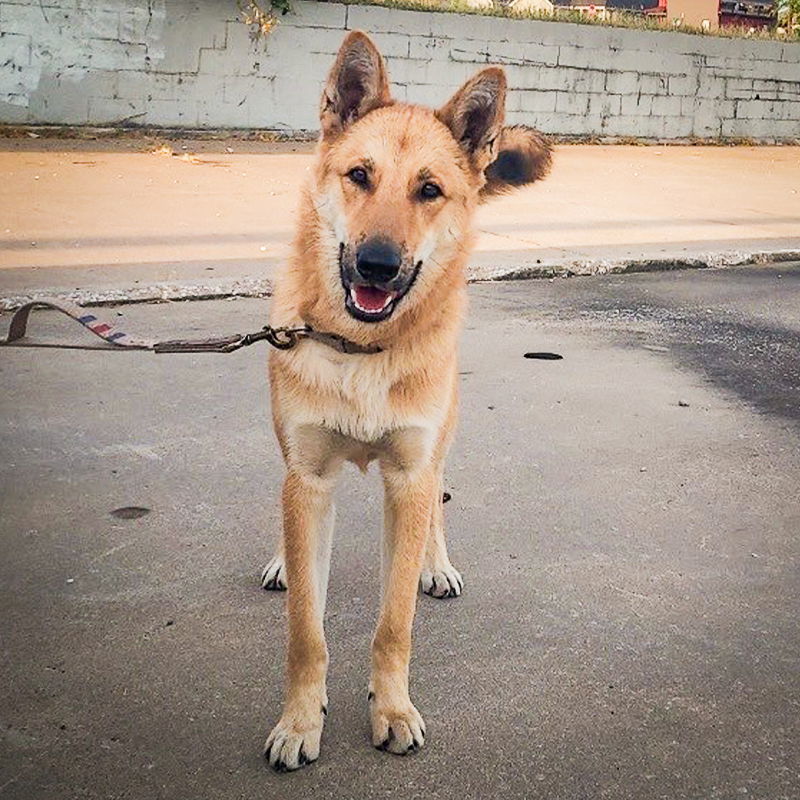 Manbok (New Digs), an adoptable Jindo in Dallas, TX, 75219 | Photo Image 1