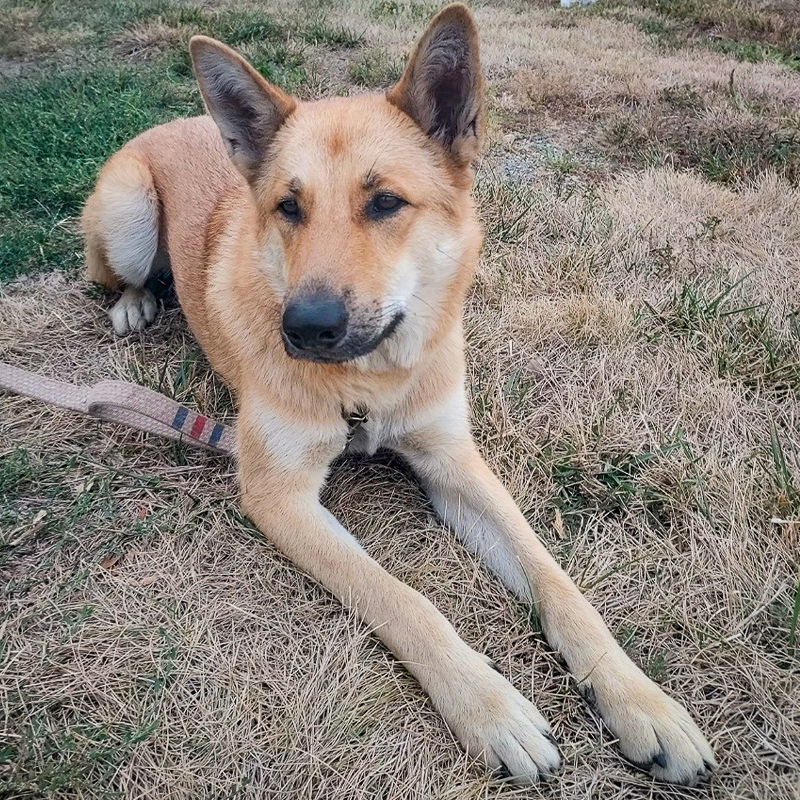 Manbok (New Digs), an adoptable Jindo in Dallas, TX, 75219 | Photo Image 2
