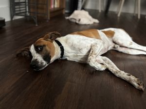 SPEEDWAGON - 1 year 30lbs WhippetTerrier Mix Neutered This dog is available for foster to adopt