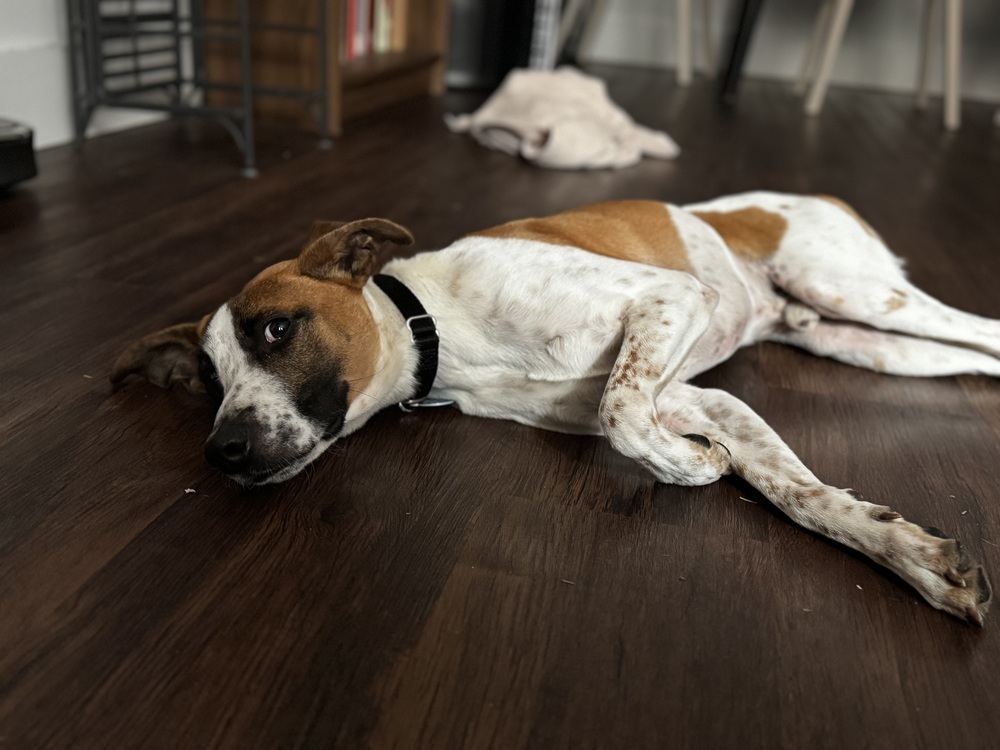 Speedwagon, an adoptable Whippet, Terrier in Manhattan, NY, 10009 | Photo Image 1