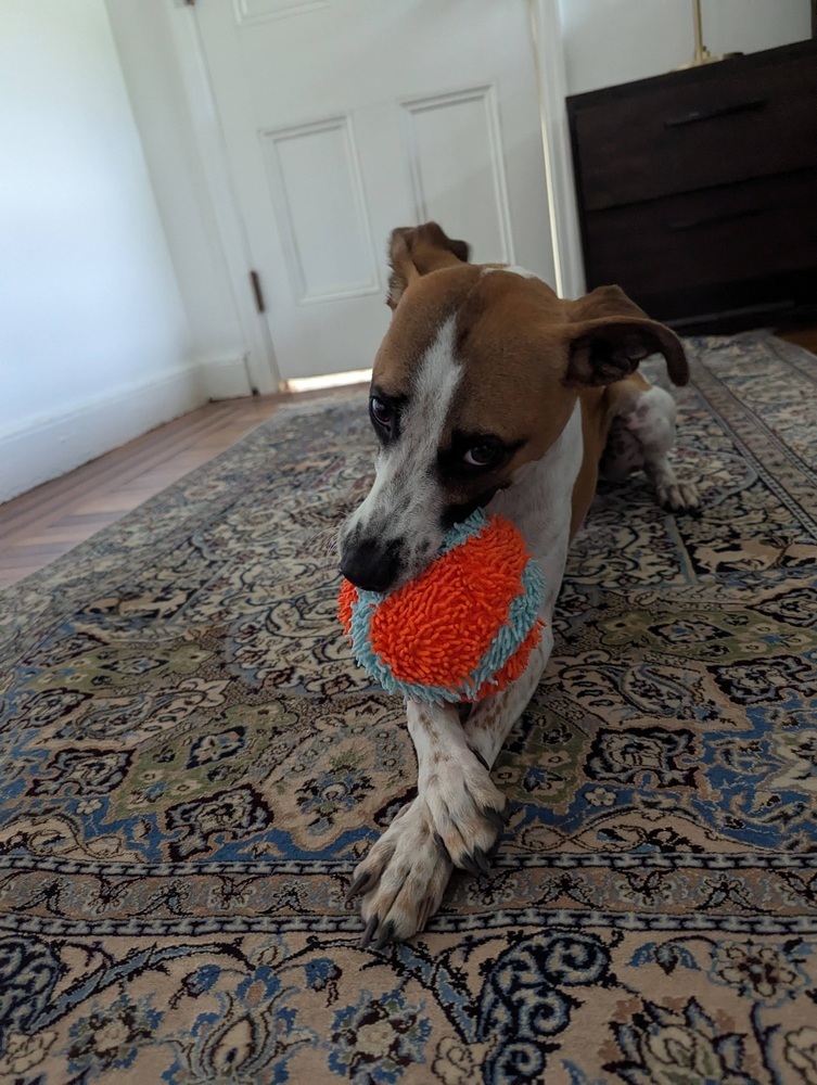 Speedy, an adoptable Whippet, Terrier in Manhattan, NY, 10009 | Photo Image 1