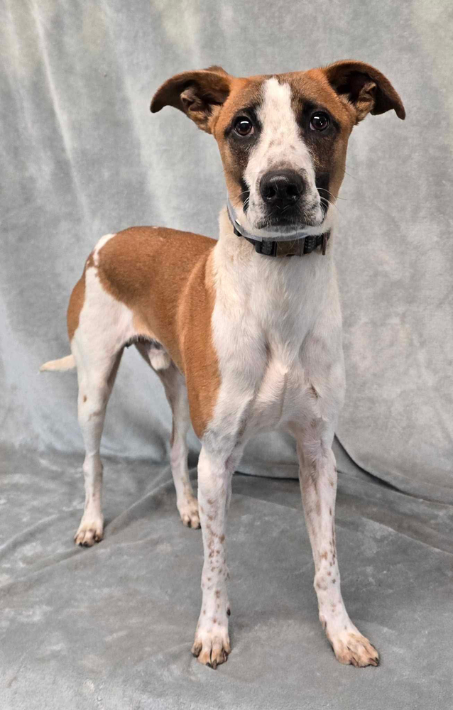 Speedwagon, an adoptable Whippet, Terrier in Manhattan, NY, 10009 | Photo Image 2